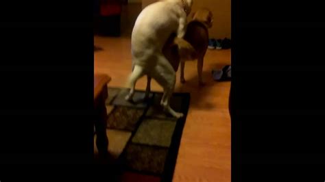 Dog trying to hump my leg and arm lol. Thurlow Sonia. 10:23. Funny animals videos Funny Animal Mating to Humans Animals Mating with Human Dog mating with Human.